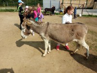 /album/fotogalerie-zoopark-na-hradecku-horni-pena/zooparknahradecku-34-jpg/